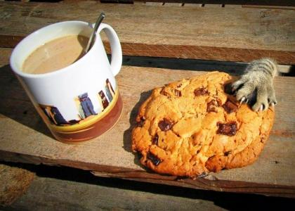 一杯咖啡，一个饼干，一张桌子，一只猫的爪子，也许运气...
