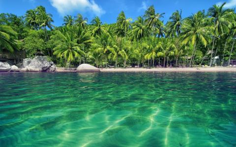 度假村，棕榈树，海洋，美丽