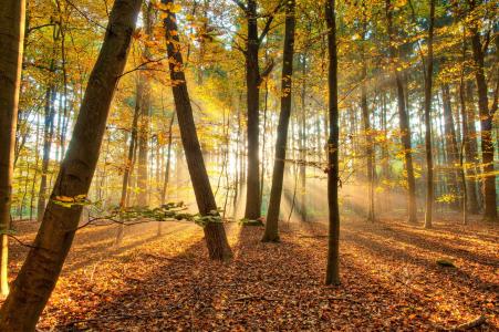 秋天，森林，美丽，光线，太阳，树，叶子
