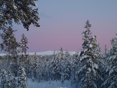 冬天，树木，雪，森林，天空，美女