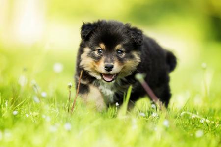自然，草，看，狗，狗，小狗，散景，芬兰lappphund