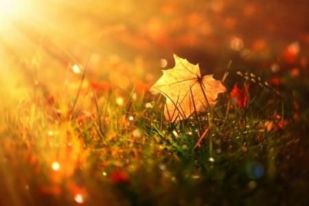 秋天的叶子，草，太阳光线，宏观，Mihalych