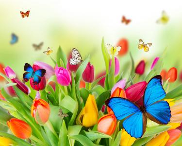花，蝴蝶，春天，郁金香，美丽
