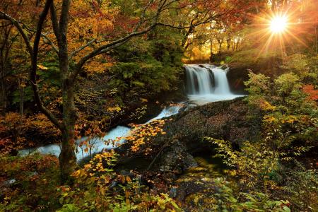 自然，秋天，树，叶子，森林，河，水，瀑布