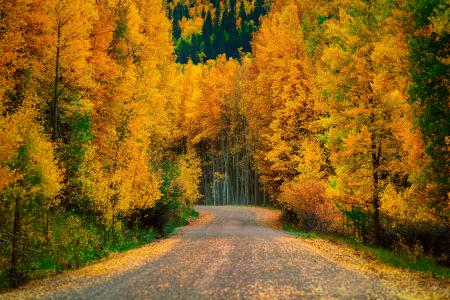 性质，秋季，道路，树木，森林