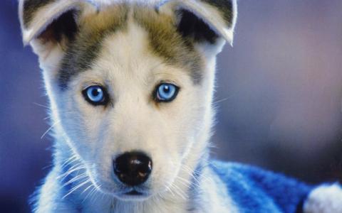 哦，看到我，小狗，蓝色的眼睛，漂亮的脸蛋