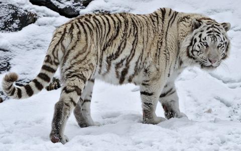 白色，老虎，雪，森林，冬季，野生，大型猫科动物