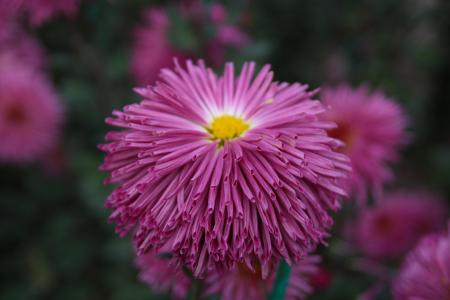 菊花，克里米亚，Nikitsky植物园