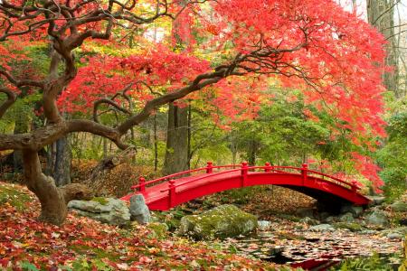 秋天，花园，桥，叶子，树木，性质