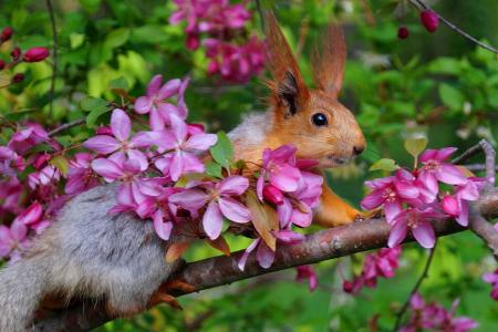 动物，啮齿动物，小动物，松鼠，性质，春天，分支机构，鲜花，苹果树