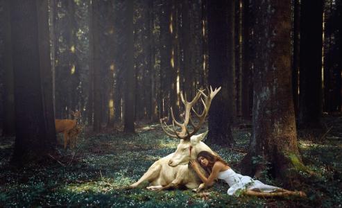 情况，创意，森林，女孩，鹿，可惜，宏，性质，photoshop