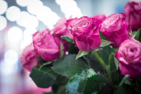 粉红玫瑰，散景，鲜花