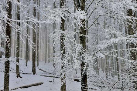 冬天，森林，公园，雾，树木，雪
