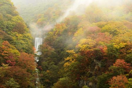 秋天，森林，瀑布，性质