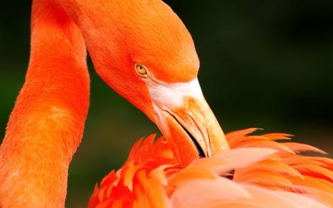 粉红色的火烈鸟，清理羽毛，可爱的生物