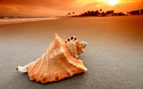 贝壳，美丽，沙滩