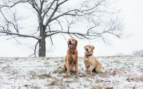 狗，领域，雪