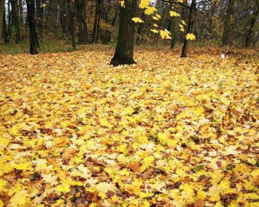 叶子的地毯，地球在森林里，树