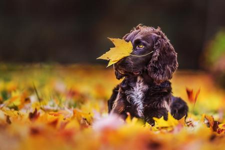动物，狗，狗，性质，秋天，叶子，叶子，枫叶