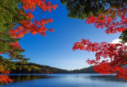 秋天，湖，钓鱼，美丽，树木，森林，美丽
