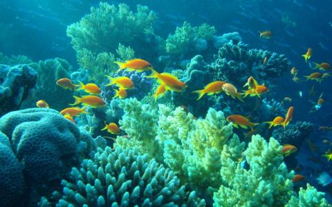 水下世界，珊瑚，鱼，埃及，水下