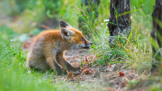 彼得Grischott，动物，狐狸，幼崽，自然，夏天，草