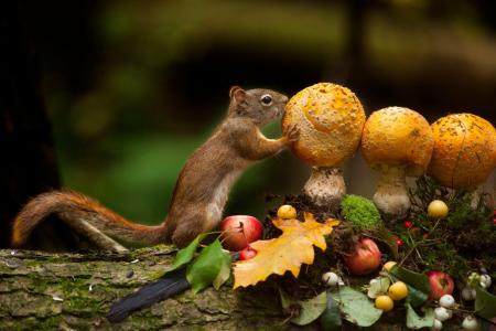 安德烈·维伦纽夫，动物，松鼠，原木，蘑菇，苹果，浆果，树叶，苔藓