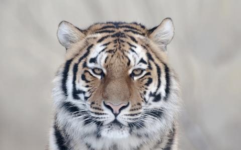 一只老虎，一个重要的人，威胁着眼睛