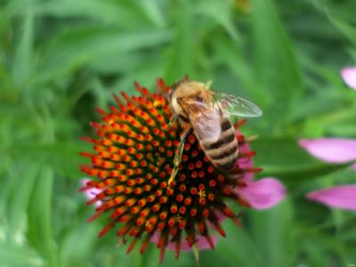 七月，蜜蜂，花，绿色