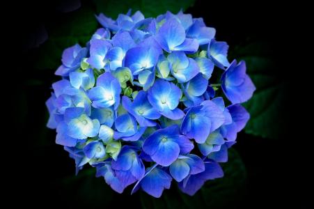 绣球花，蓝色，花瓣，叶子，黑色的背景