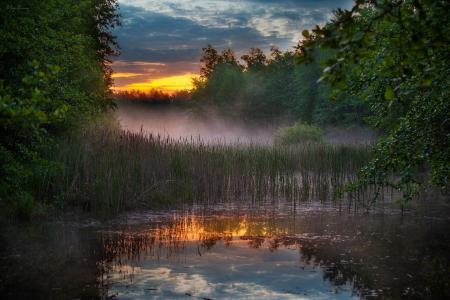 夏天，早晨，黎明，池塘，雾，森林，罗马Krasov