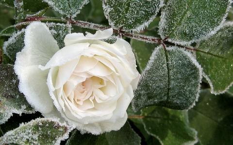 冰，花瓣，冬天，玫瑰，霜，白，叶子，宏