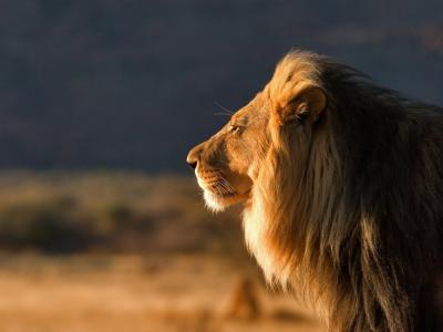 狮子，狮子，自然，捕食者