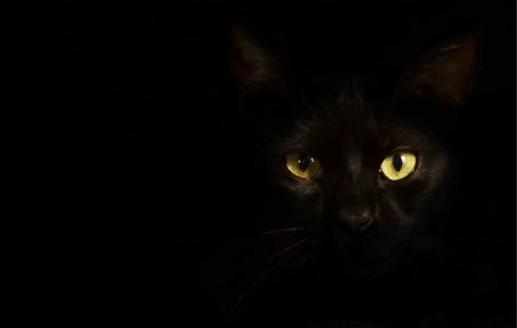 黑猫，在黑暗的房间里