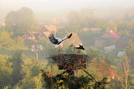 巢，鹳，雾，村，早上，夏天