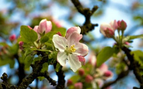 鲜花，苹果，树枝，树木，春天