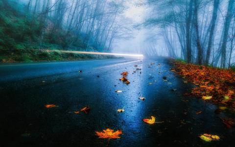 叶子，路，树，薄雾