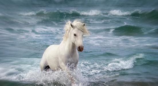 动物，马，海，波浪