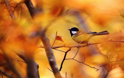 鸟，秋天，大山雀，分支