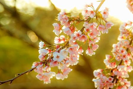 樱花，鲜花，春天，性质，科，阳光明媚，光