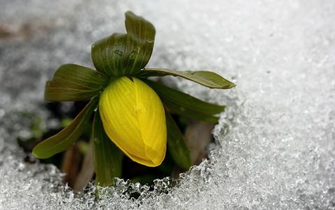 雪，冰，植物，春天