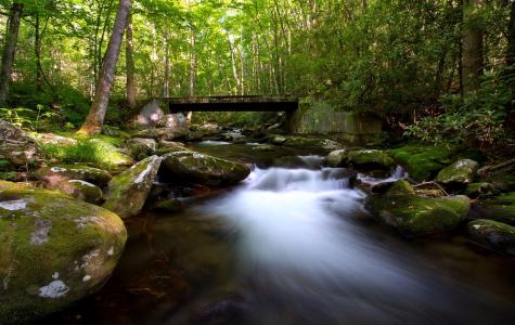 密集的，森林，溪流，桥梁，树木，溪流，石头，美丽，绿化