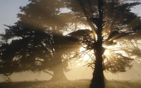 树，雾，太阳的光芒