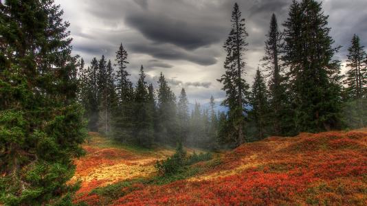 雾，树，秋，森林，天空，云