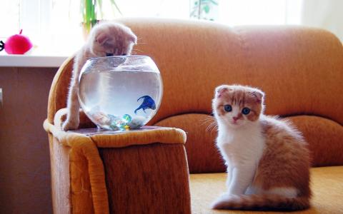 小猫，水族馆，乐趣