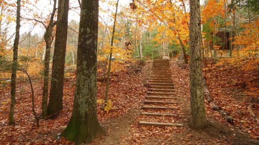 性质，秋季，森林，树，步骤，血统，叶子