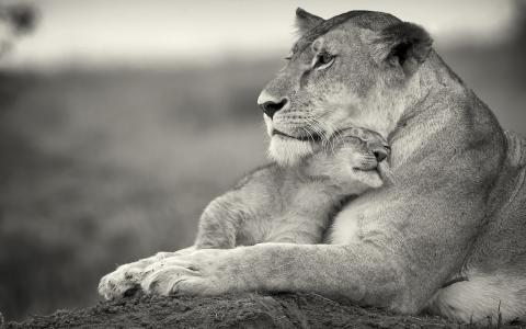 黑白照片，狮子与宝宝，家庭关系