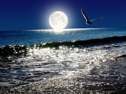 鸥，月亮闪耀，海洋，天空，波浪