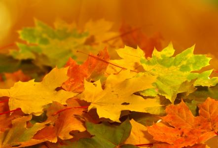 黄色，性质，叶子，绿色，秋季，橙色
