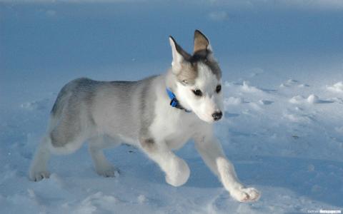 沙哑，小狗，雪，奔跑